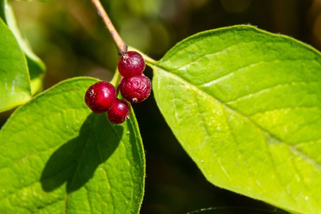 Apsinuodijimas laukinio sausmedžio uogomis: simptomai ir pavojai