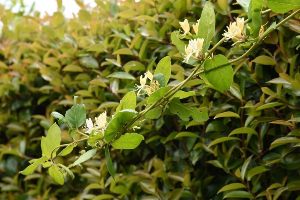 Paprastojo sausmedžio išvaizda ir paplitimas Lietuvoje