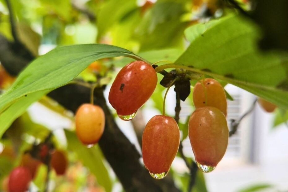 Žilakrūmio uogos stebina ne tik dekoratyvumu, tačiau ir nauda. Ar žinote, kurias galima valgyti?