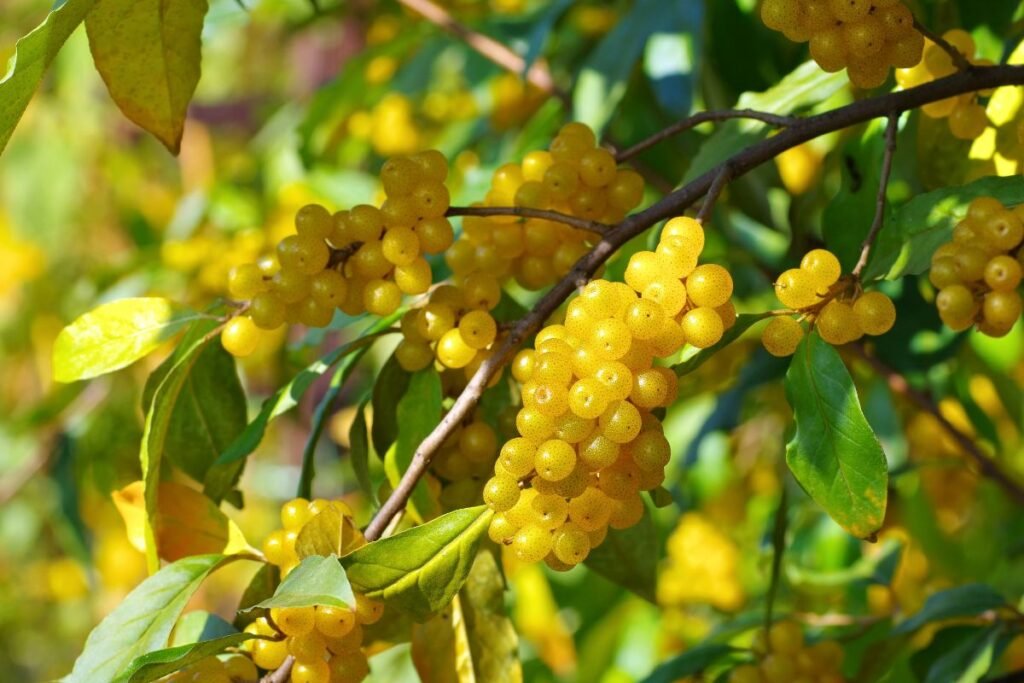 Žilakrūmio uogų nauda sveikatai