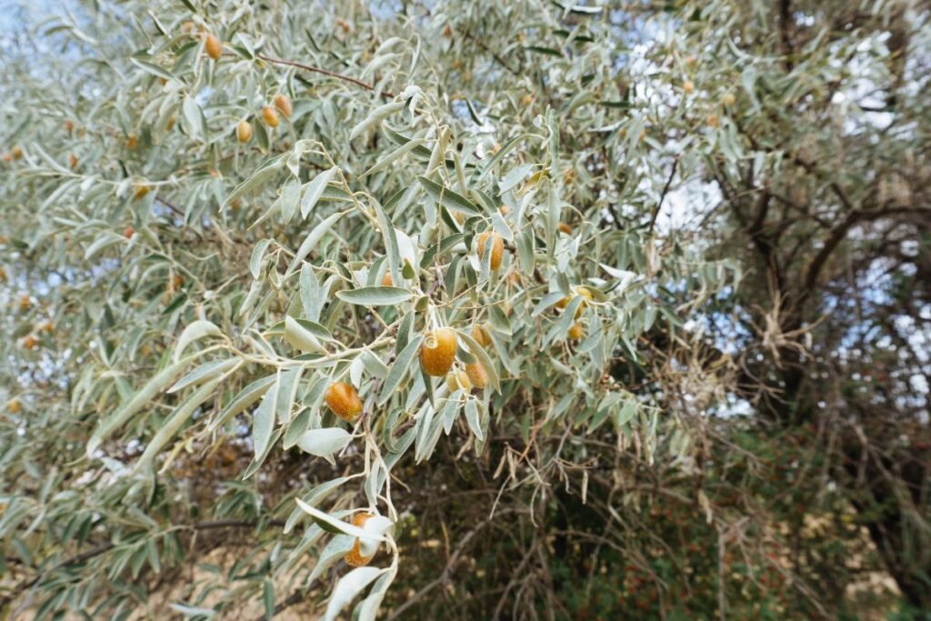 Kaip atrodo žilakrūmis?