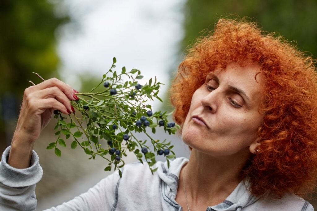 Miško mėlynės prieš šilauoges: ką sako mokslas?