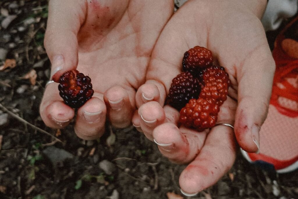 Avietės ir gervuogės hibridas – teiberis – tayberry