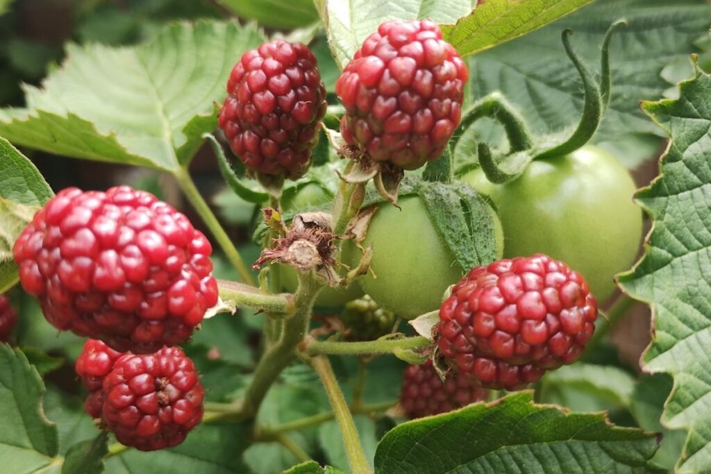 Avietės ir gervuogės hibridas – teiberis – tayberry