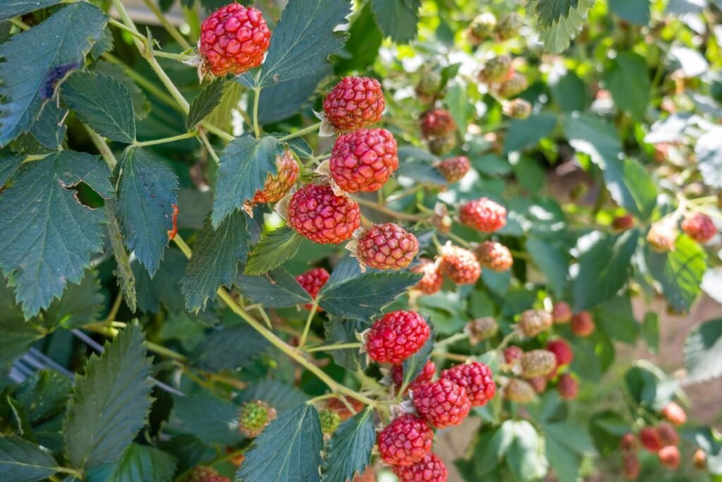 Avietės ir gervuogės hibridas – teiberis – tayberry