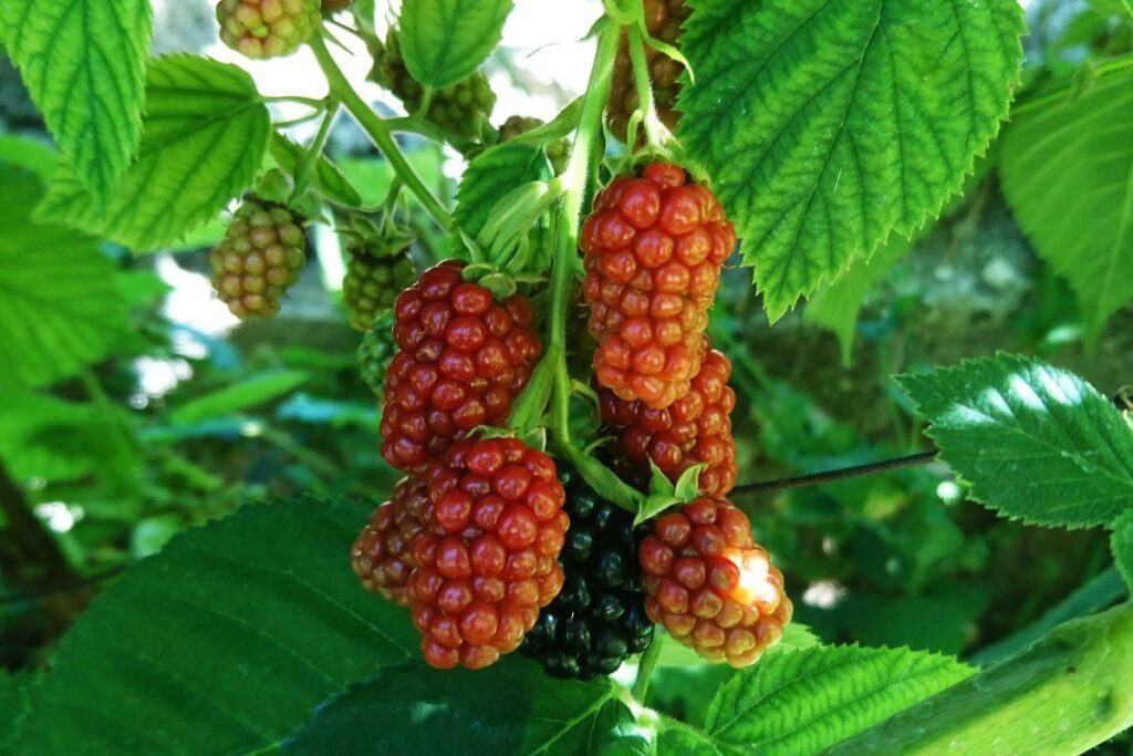 Avietės ir gervuogės hibridas – teiberis – tayberry