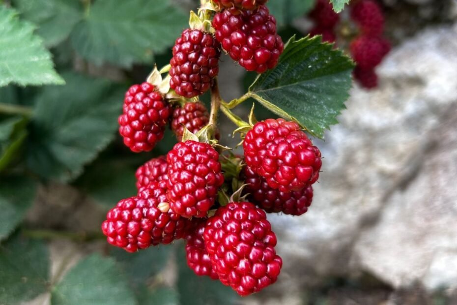 Avietės ir gervuogės hibridas – teiberis – tayberry